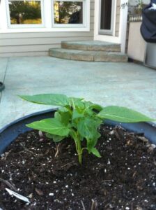 Revitalize Potting Soil with Compost and Homemade Fertilizer Image